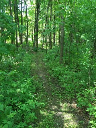 Tree care services, Butternut Tree and Land Care, Berkshire County MA